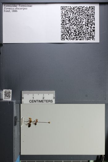 Media type: image;   Entomology 525225